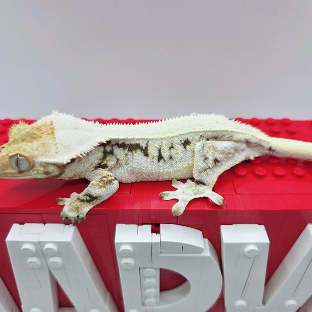 릴리화이트
