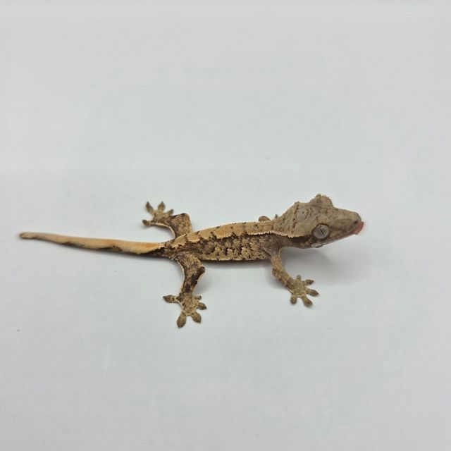 노멀