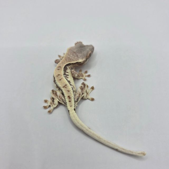 프라푸치노