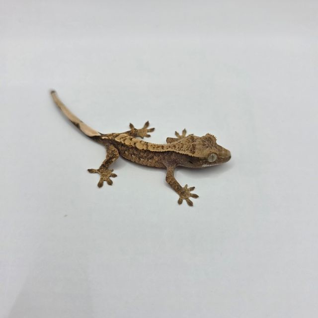 노멀