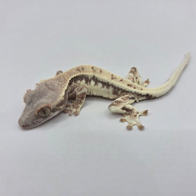 프라푸치노