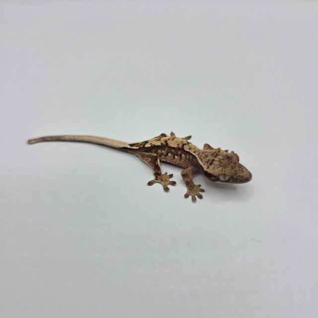 노멀