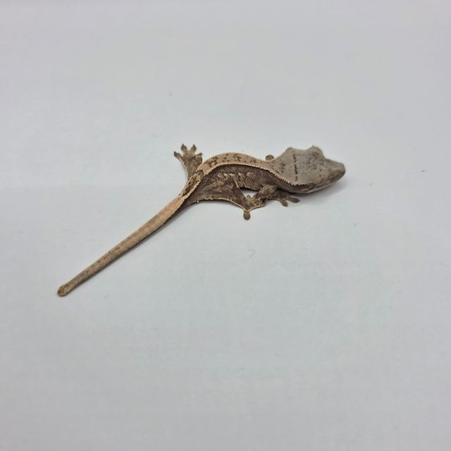 노멀