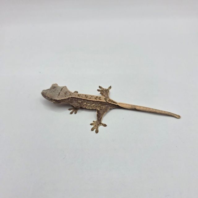 노멀
