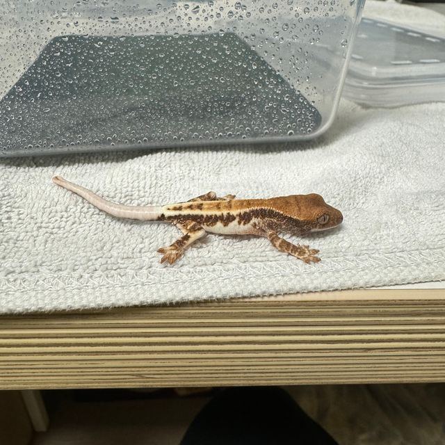 프라푸치노