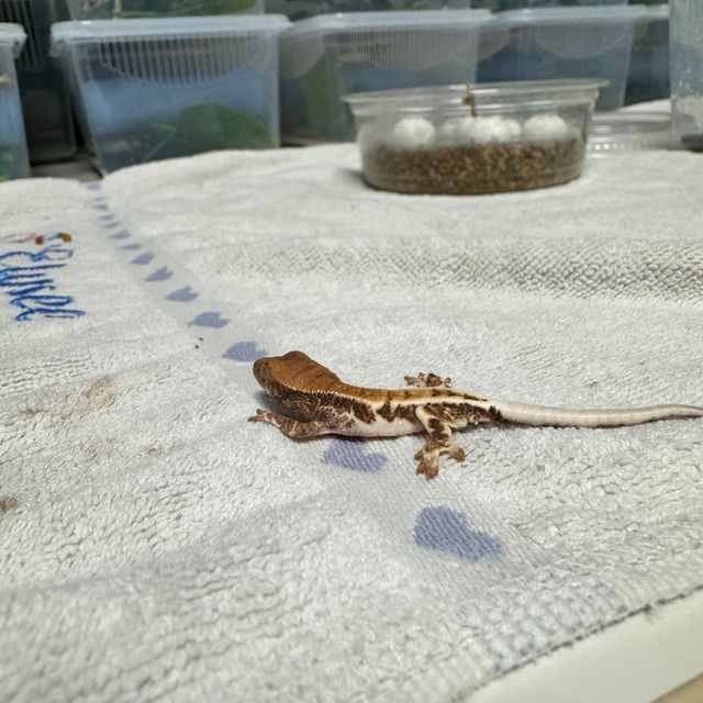 프라푸치노