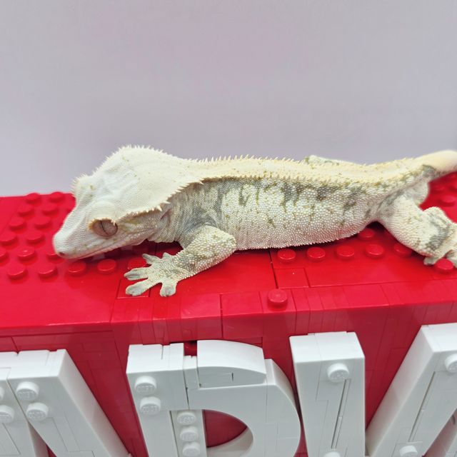 노멀