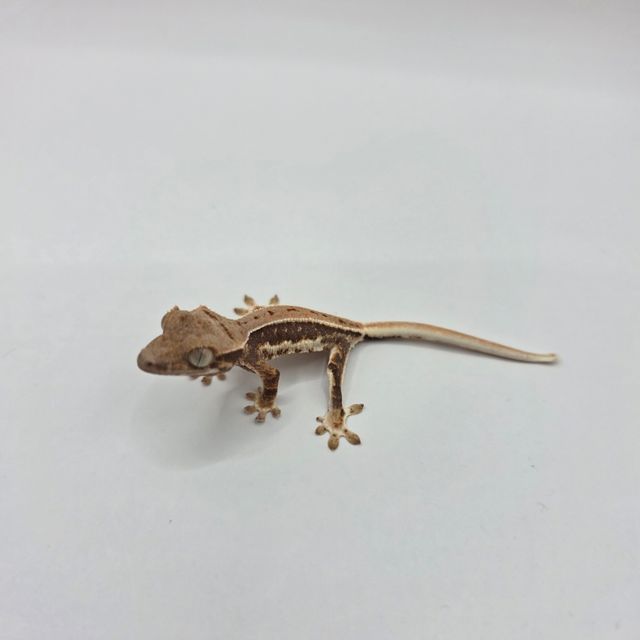릴리화이트