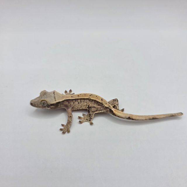 노멀