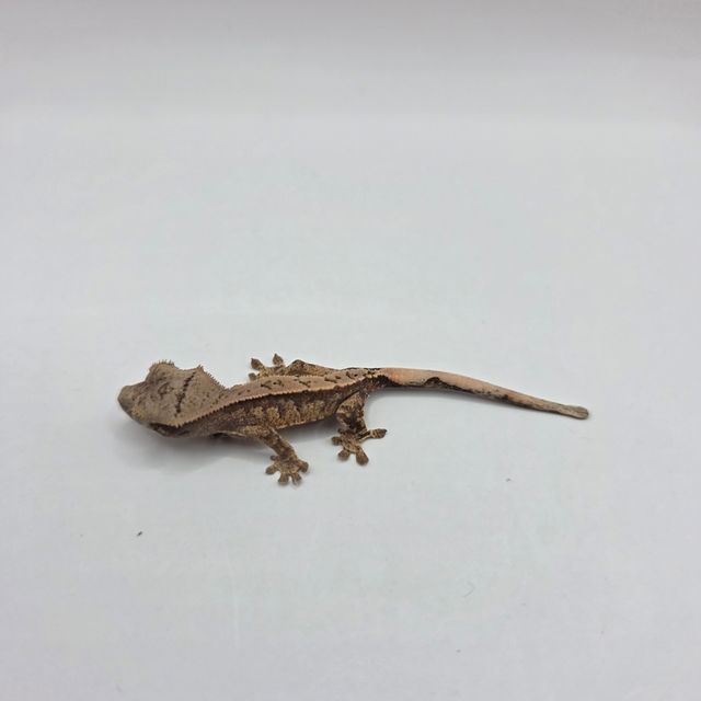 노멀