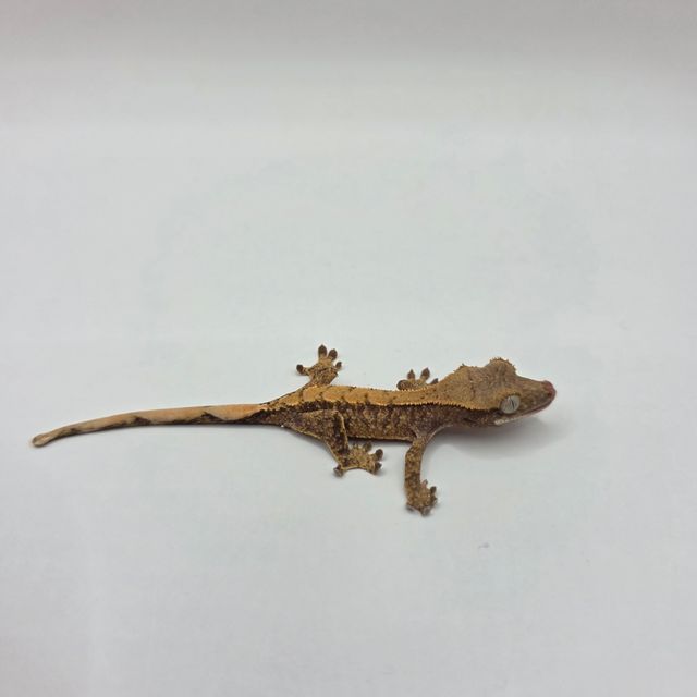 노멀