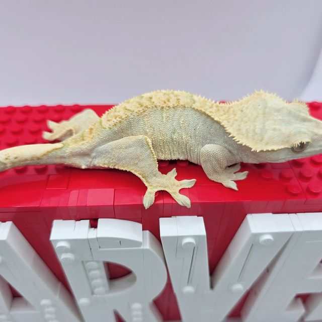 노멀