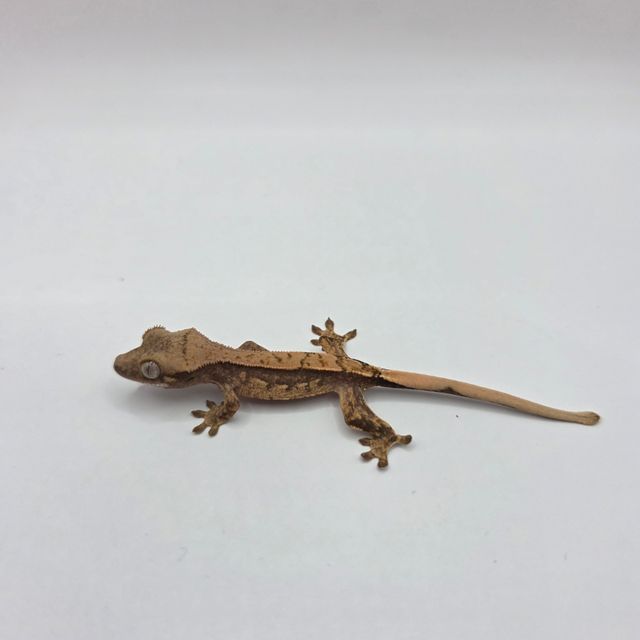 노멀