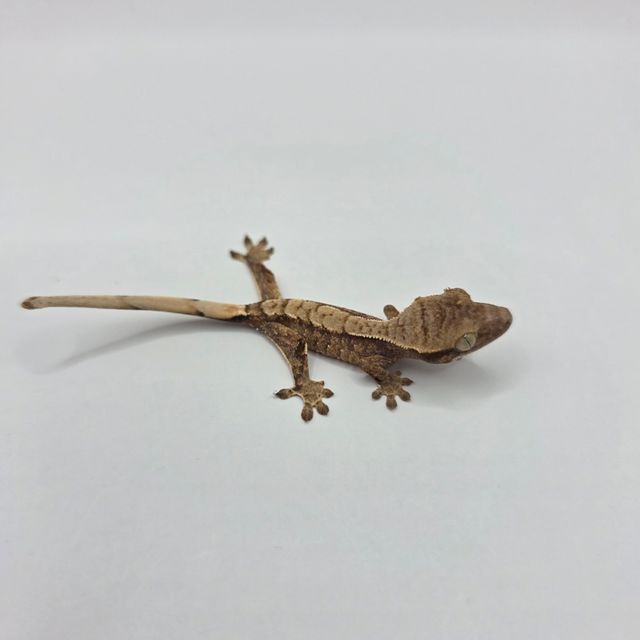 노멀