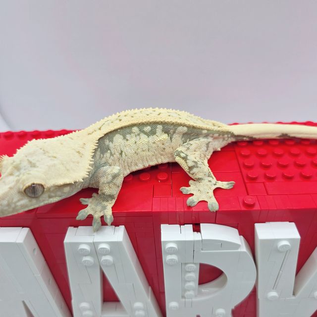 노멀