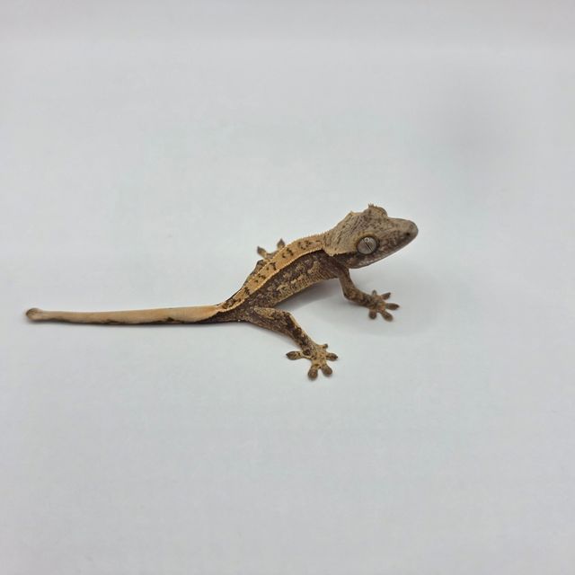 노멀