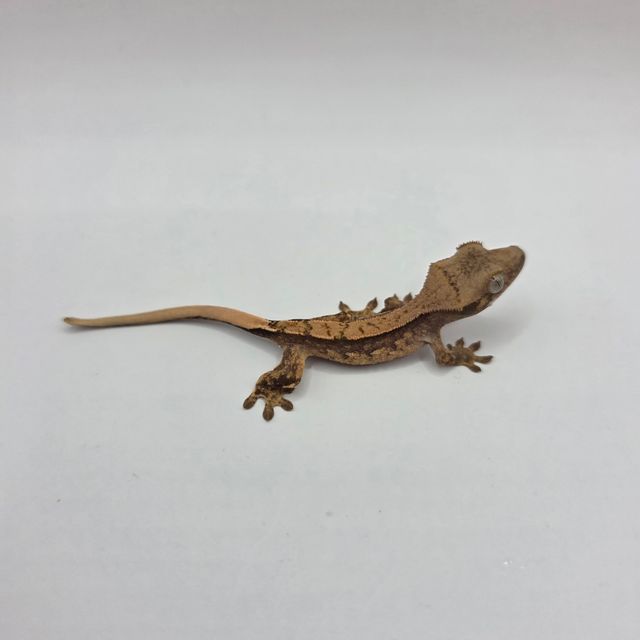 노멀