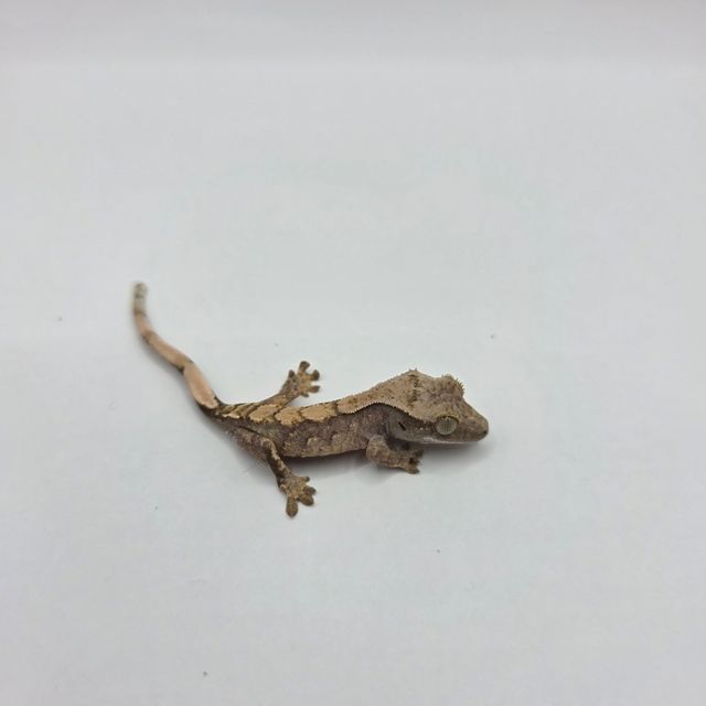 노멀