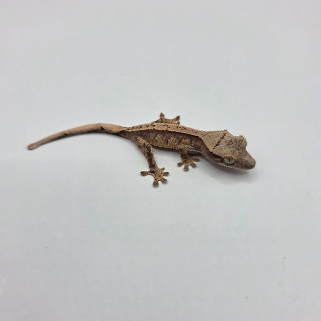 노멀