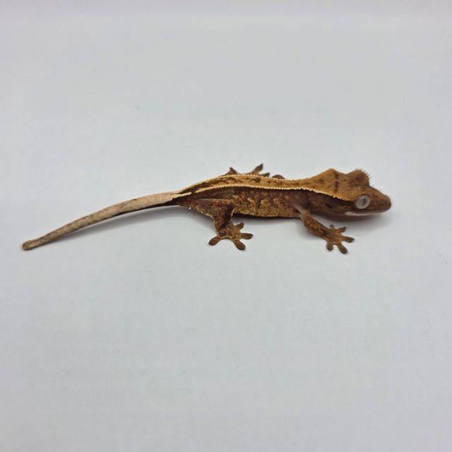 노멀