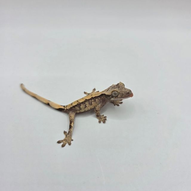 노멀