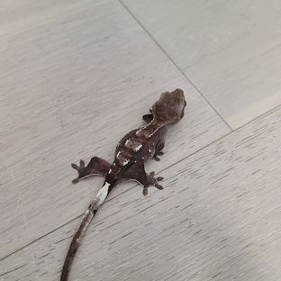아잔틱