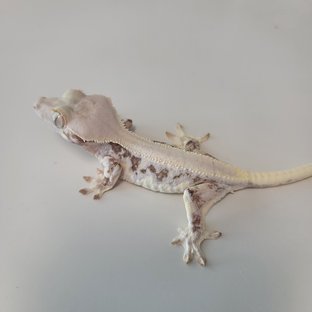 릴리화이트 솔리드백