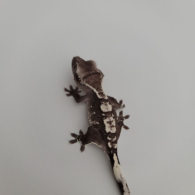 아잔틱