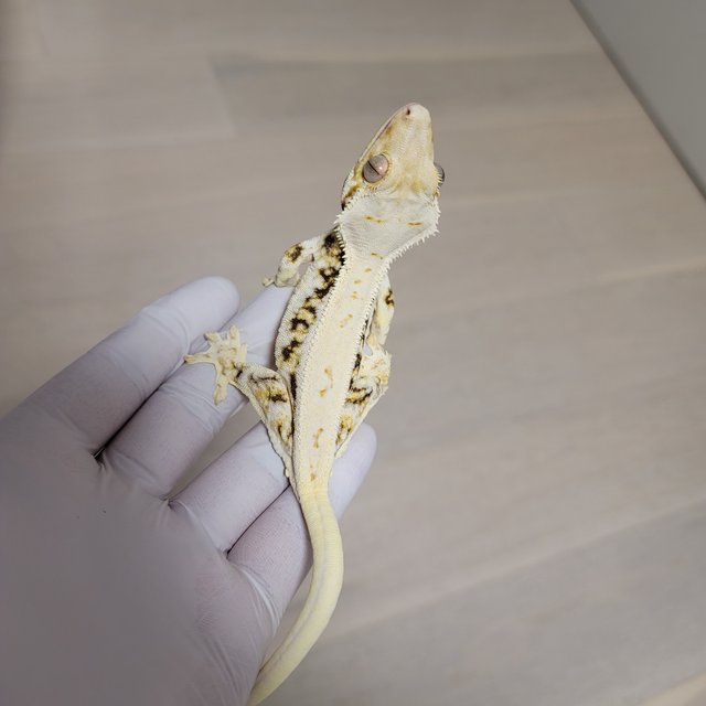 릴리화이트 트라이