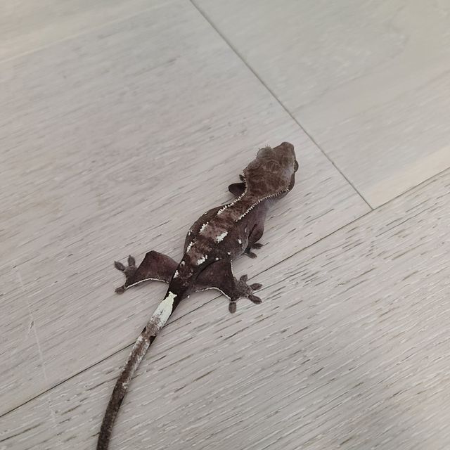 아잔틱