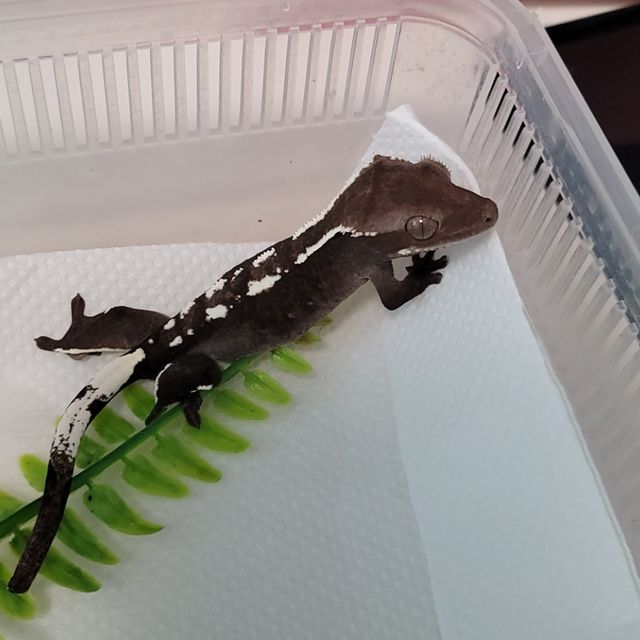 아잔틱