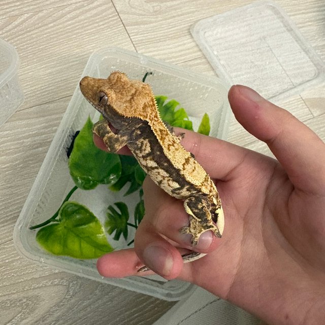 트라이 익스트림할리퀸