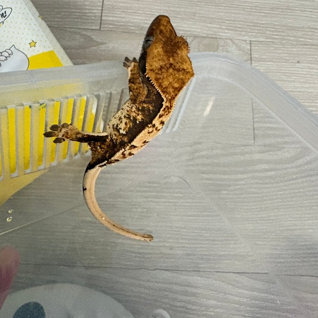 트라이 익스트림할리퀸