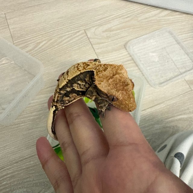 트라이 익스트림할리퀸