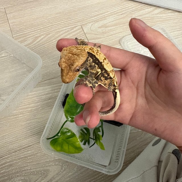 트라이 익스트림할리퀸