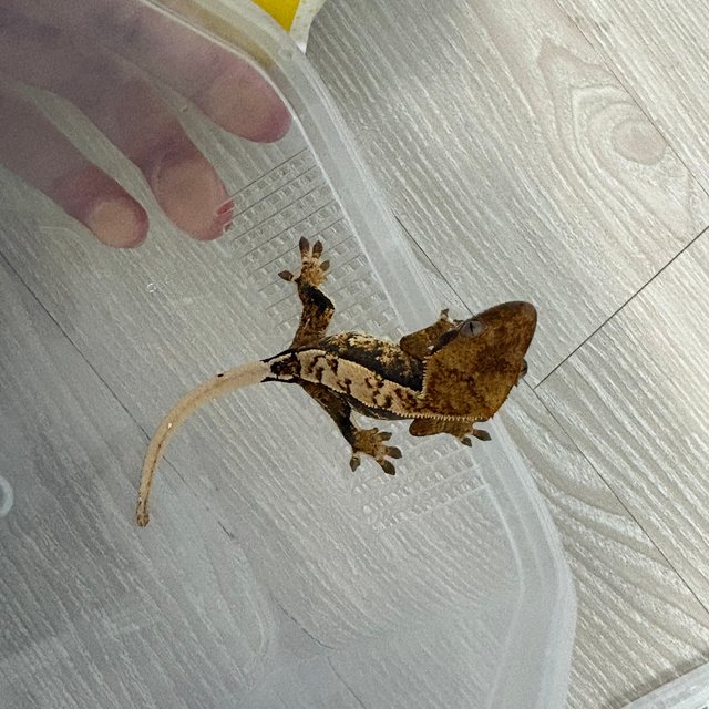 트라이 익스트림할리퀸