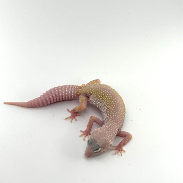 디아블로블랑코