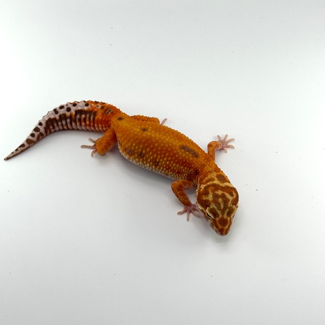 블러드 트램퍼알비노