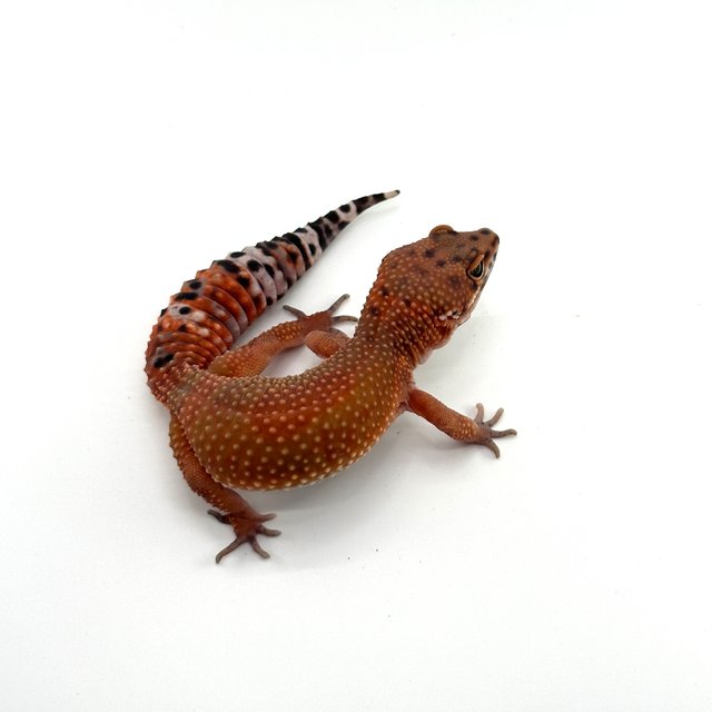 인페르노 텐저린