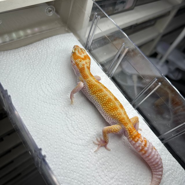 트램퍼알비노 W&Y