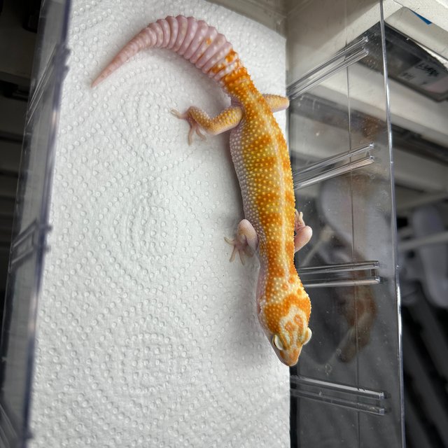 트램퍼알비노 W&Y