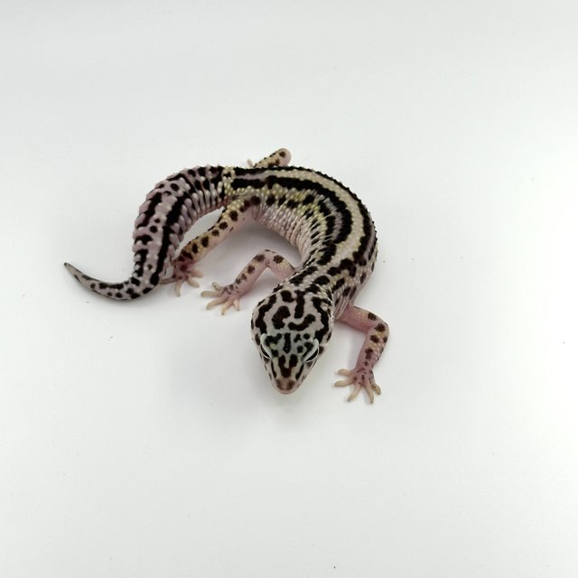 스노우 스트라이프 볼드