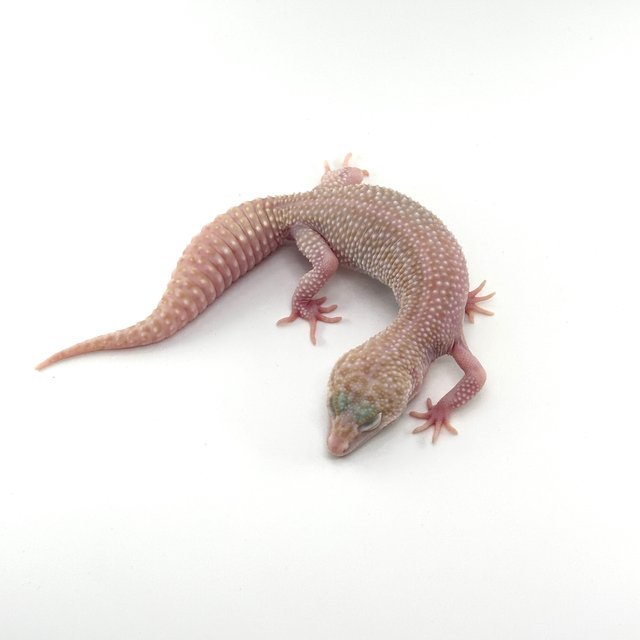 슈퍼스노우 이클립스 트램퍼알비노