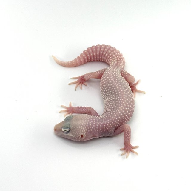 스노우 디아블로블랑코