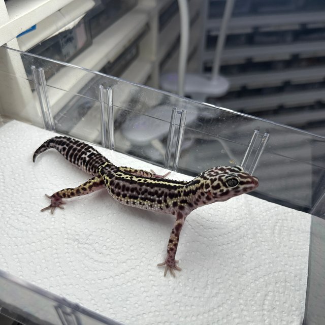 스노우 이클립스