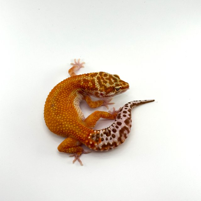 블러드 트램퍼알비노