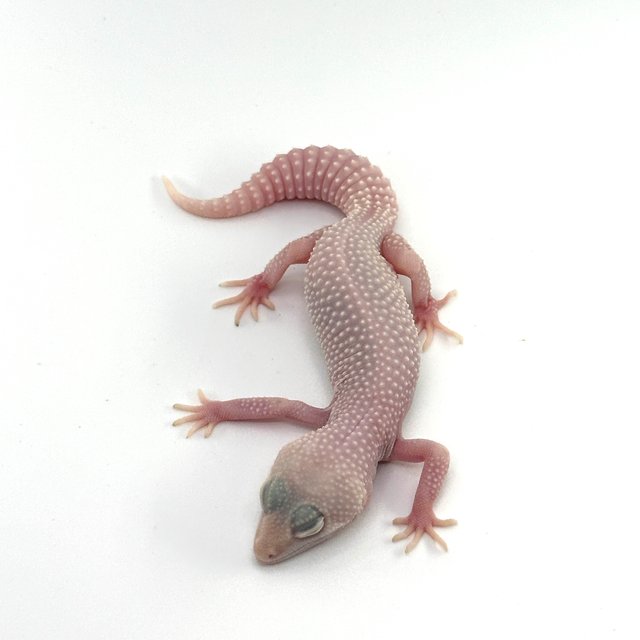 스노우 디아블로블랑코