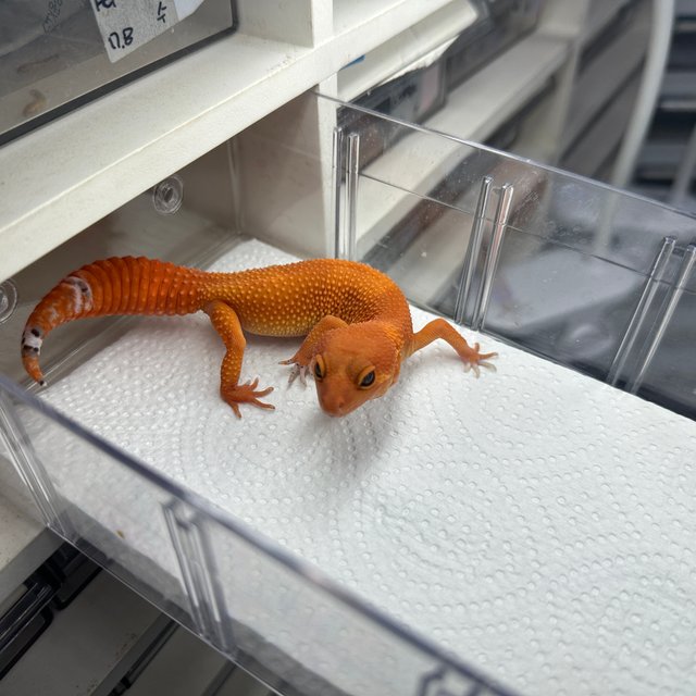 만다린 텐저린 캐롯