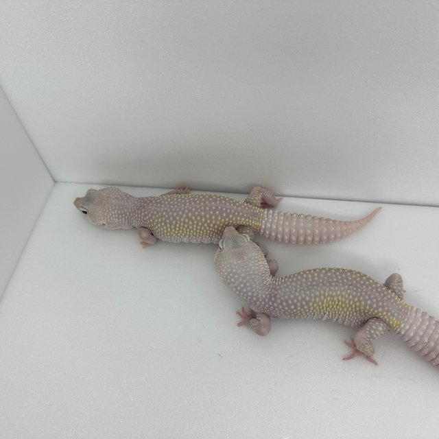 디아블로블랑코