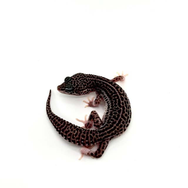 블랙나이트 슈퍼스노우